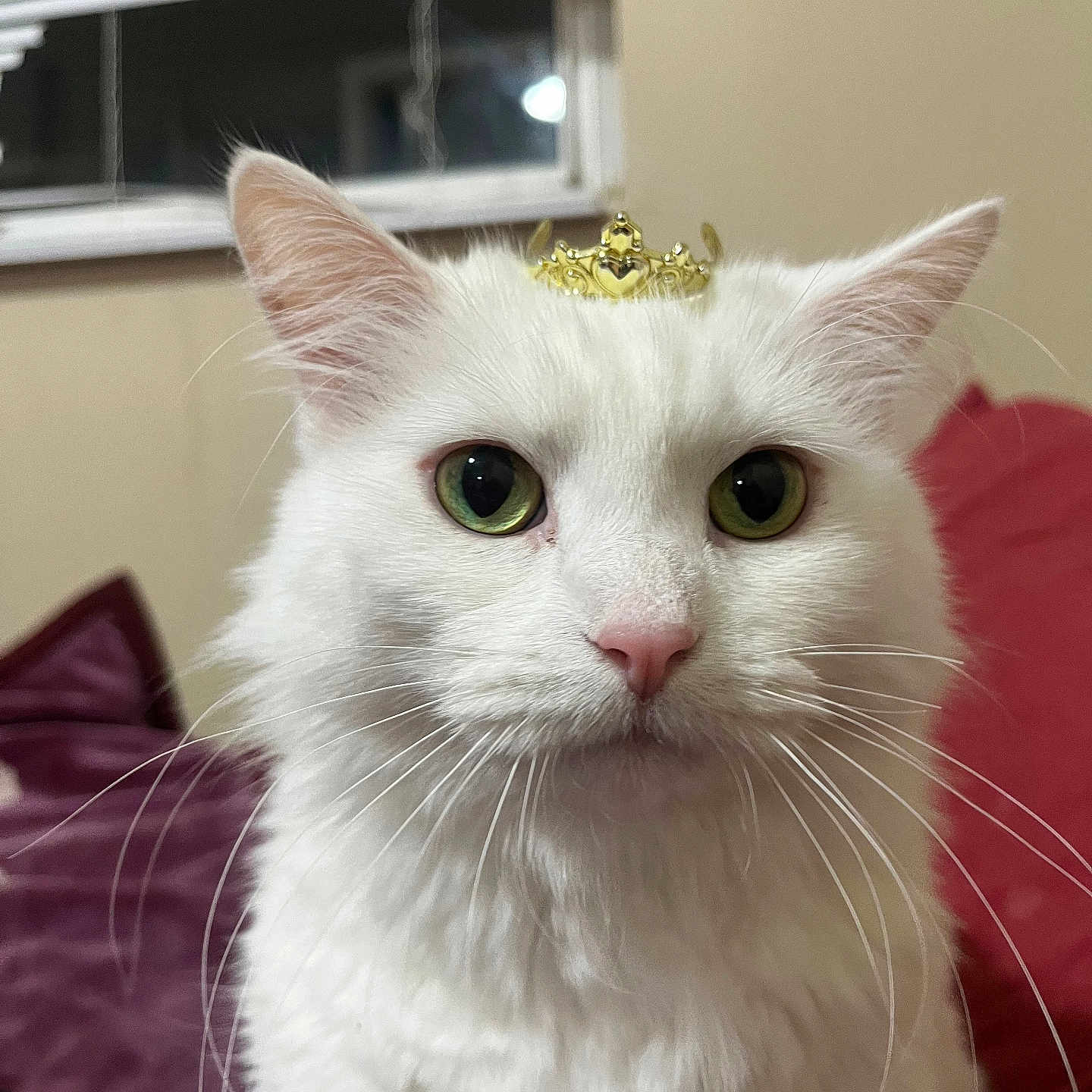 Sunshine joined the competition — help win amazing prizes! cat, white_cat, green_eyes, crown, pet, indoor, window, fur, whiskers, face, animal, cute, feline, portrait, domestic_cat, closeup, household, cozy, pink_nose, fluffy