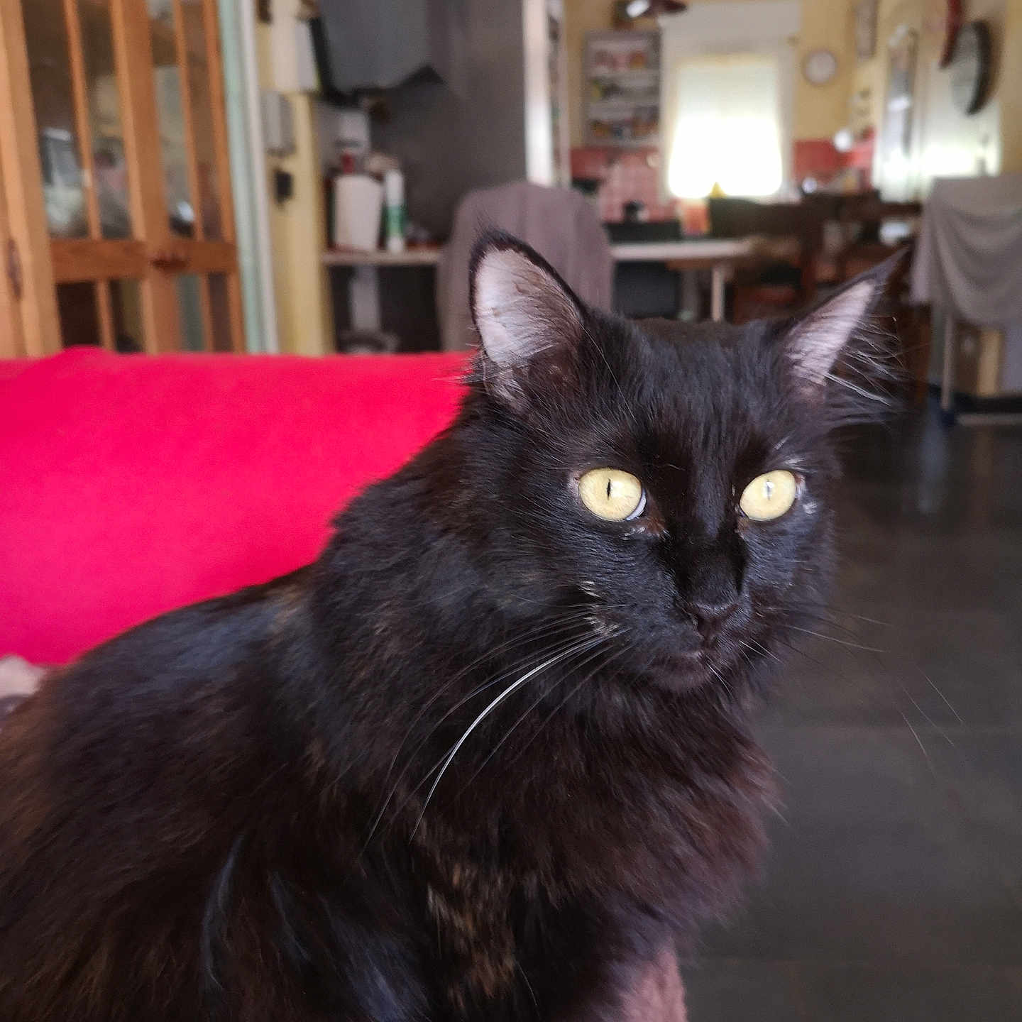 Maya