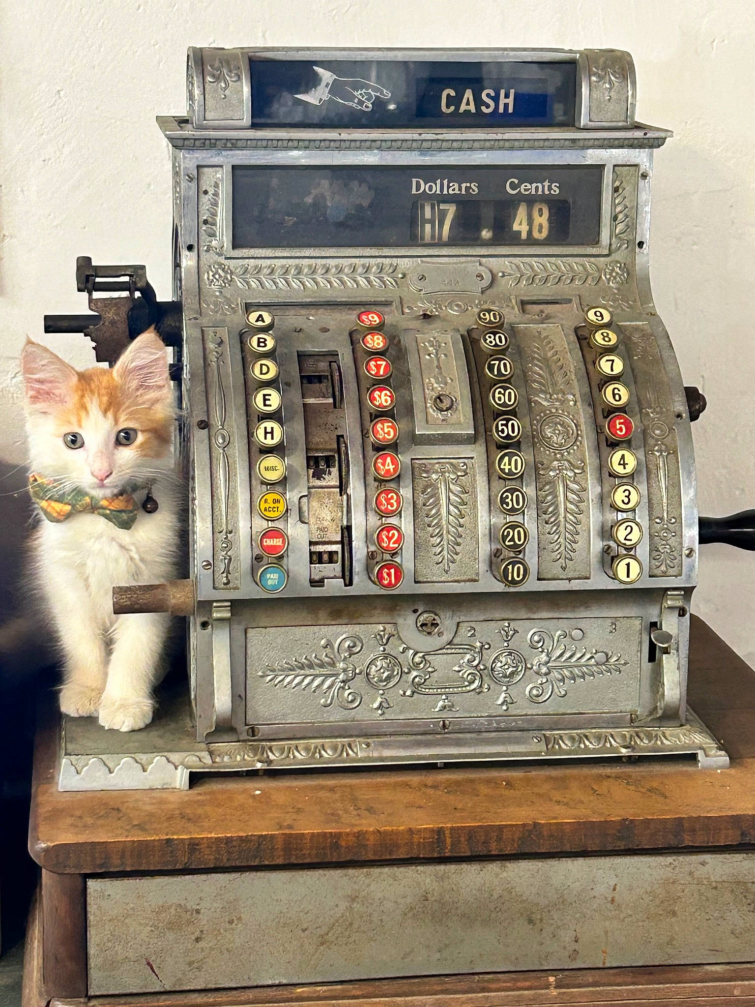 Rivet joined the competition — help win amazing prizes! art, carnivore, cat, domestic_short_haired_cat, electronic_instrument, felidae, font, gas, machine, metal, rectangle, room, small_to_medium_sized_cats, tail, whiskers