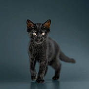 Kiwi a rejoint le concours — aidez-le/la à gagner de superbes lots ! black_cat, kitten, animal, pet, feline, walking, reflective_surface, studio_shot, portrait, curious, young_cat, whiskers, ears, fur, eyes, front_paw, indoor, minimalist, background, focused