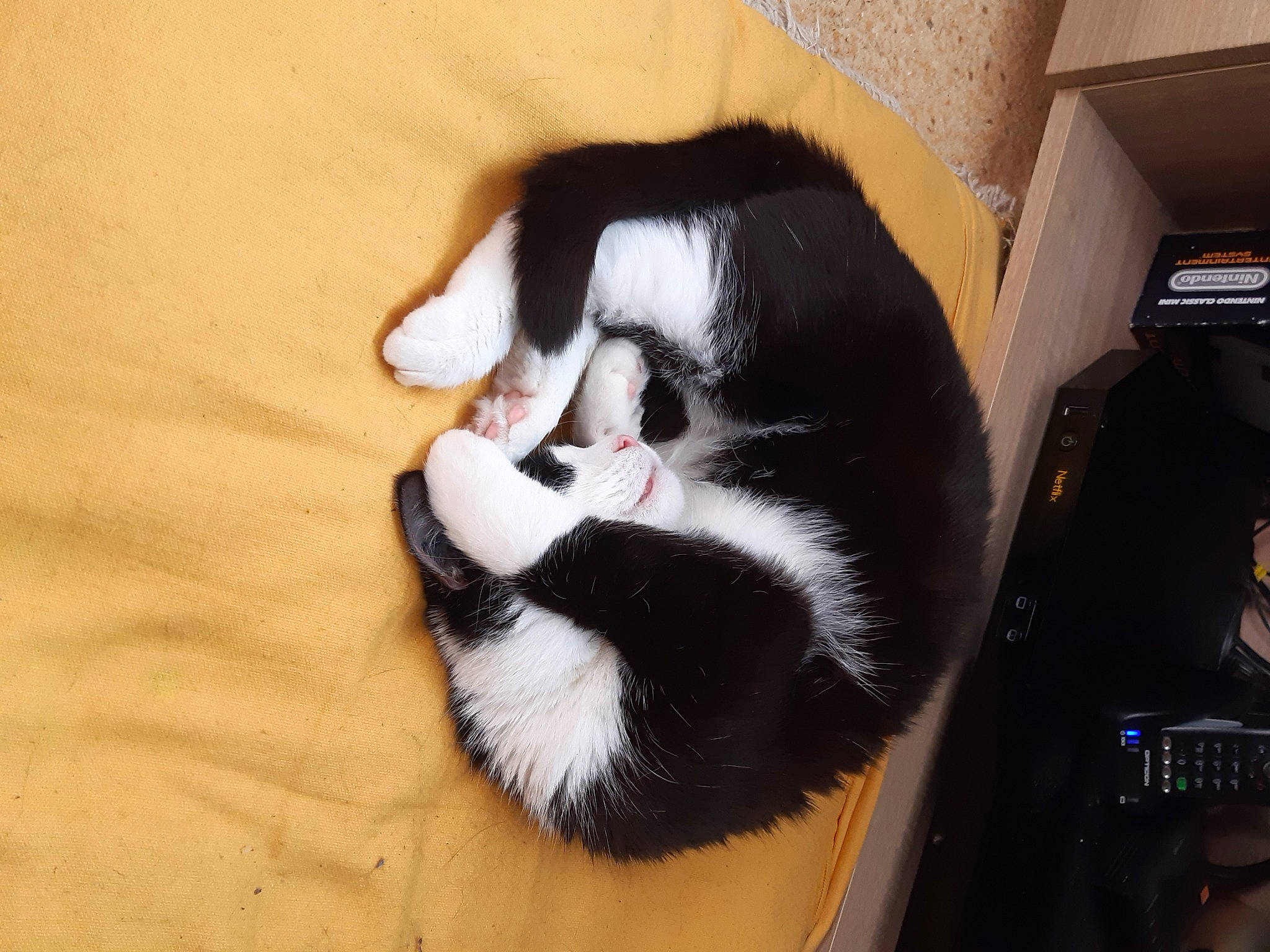 Iena participe au concours pour gagner de l'argent avec cette photo : carnivore, cat, felidae, fur, paw, small_to_medium_sized_cats, snout, tail, whiskers