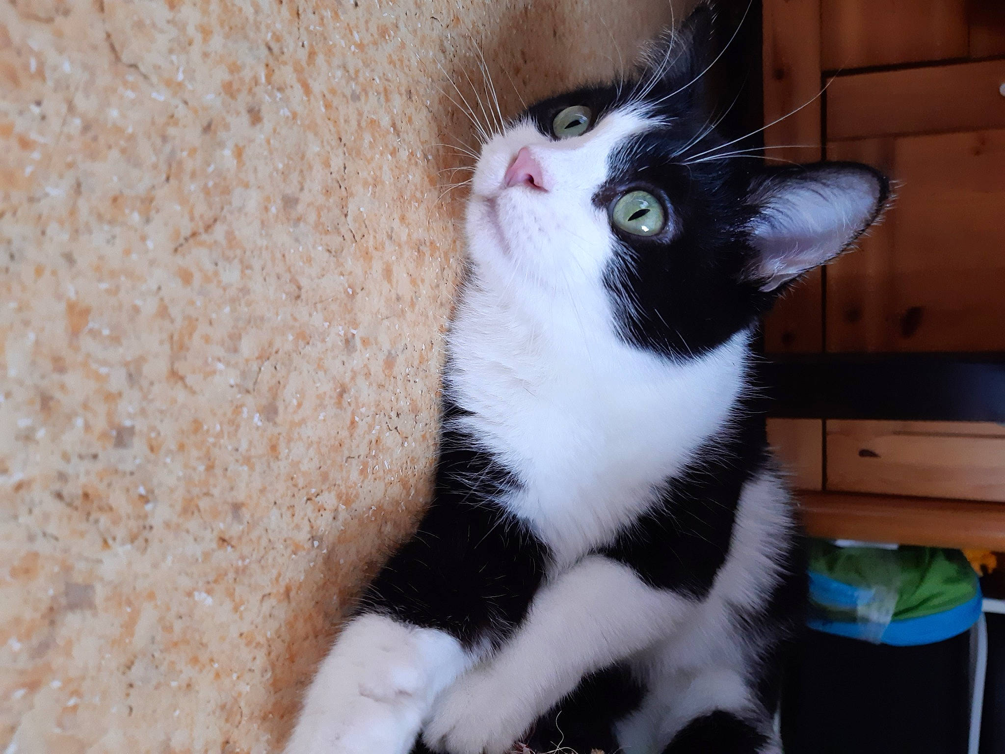 Iena a rejoint le concours — aidez-le/la à gagner de superbes lots ! aegean_cat, american_wirehair, carnivore, cat, domestic_short_haired_cat, ear, european_shorthair, eye, felidae, fur, iris, kitten, mammal, nose, ojos_azules, paw, polydactyl_cat, small_to_medium_sized_cats, snout, whiskers