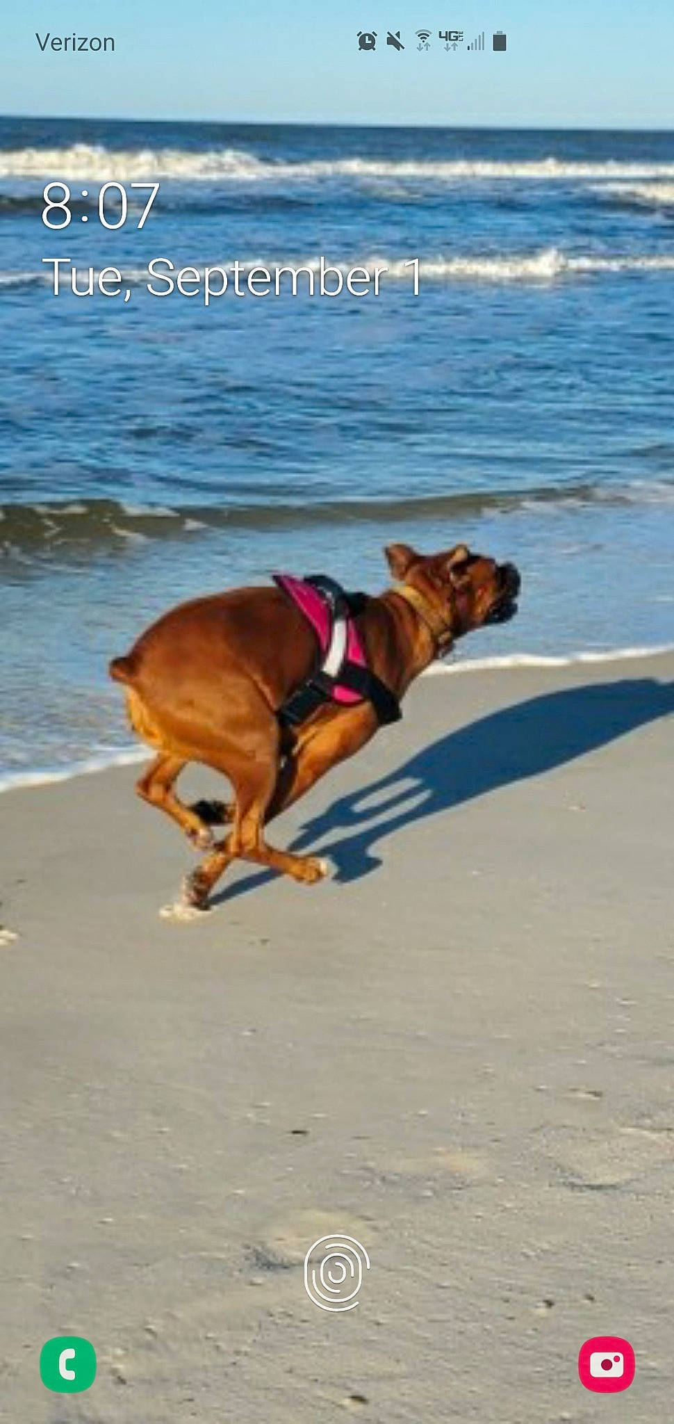 Lilly joined the competition — help win amazing prizes! beach, canidae, carnivore, coast, dog, dog_breed, dog_collar, dog_walking, fawn, leash, ocean, potcake_dog, sea, sporting_group, vacation