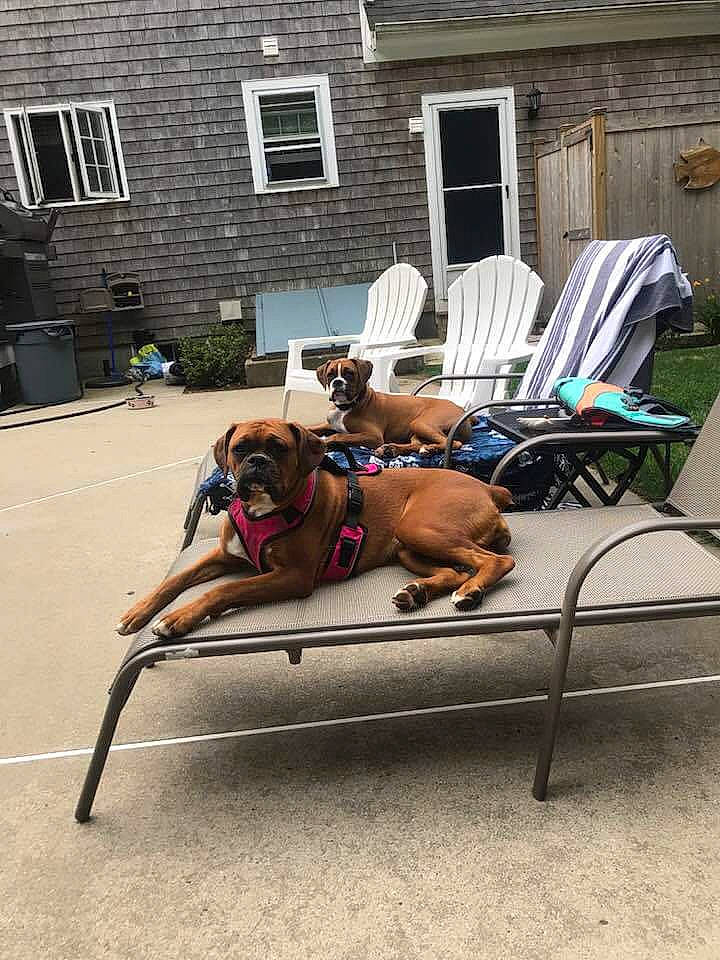 Lilly joined the competition — help win amazing prizes! chair, furniture, leisure, sun_tanning, vehicle