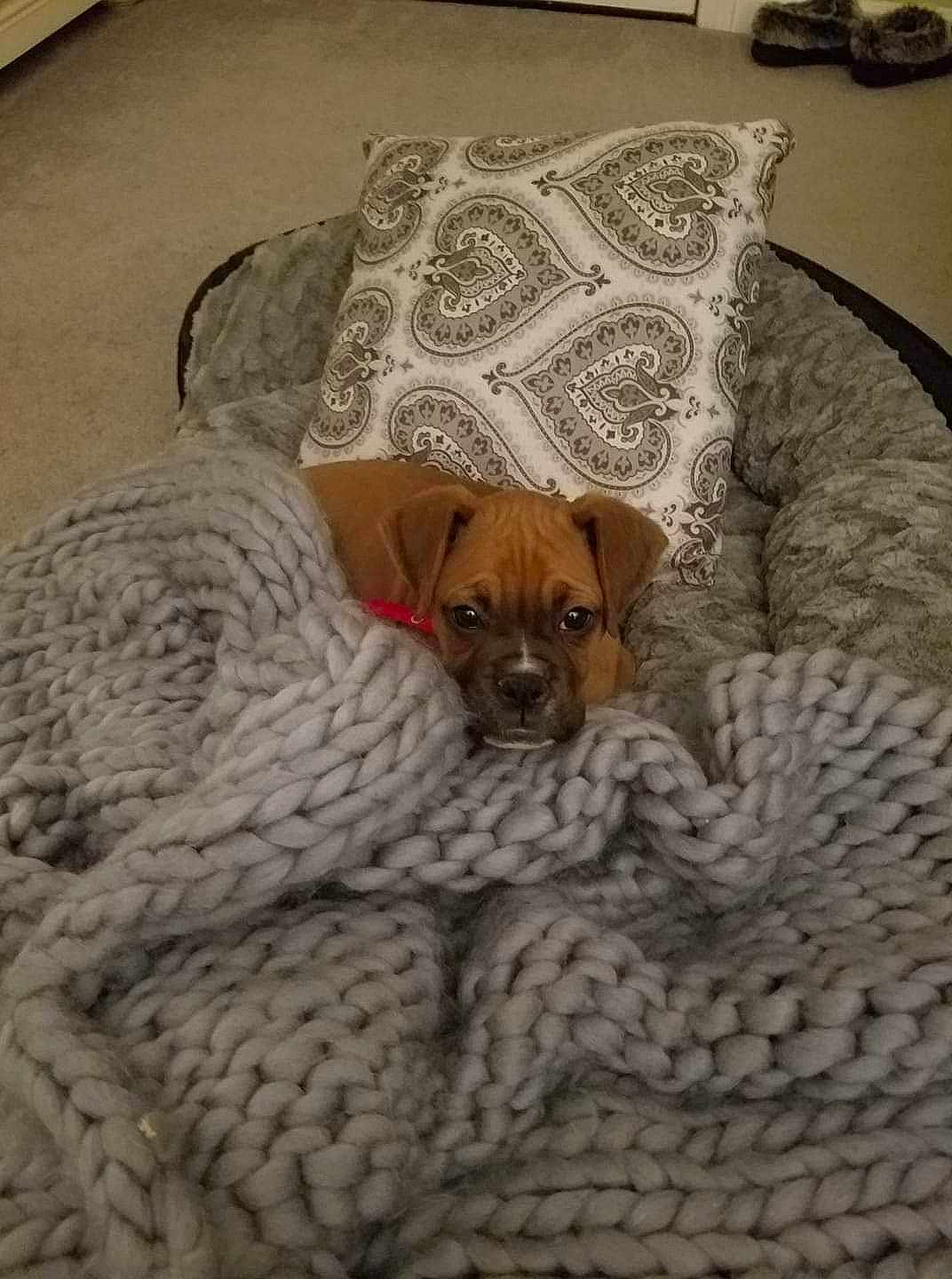 Lilly is registered to the contest to win money with this photo: canidae, carnivore, companion_dog, dog, dog_breed, fawn, linens, puggle, puppy, rhodesian_ridgeback