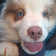 Aïko participe au concours pour gagner de l'argent avec cette photo : animal, arm, blue_eyes, car_interior, close_up, companion, cute, dog, fluffy, fur, happy, indoor, mammal, paw, person, pet, pink_nose, puppy, tongue_out, young_dog