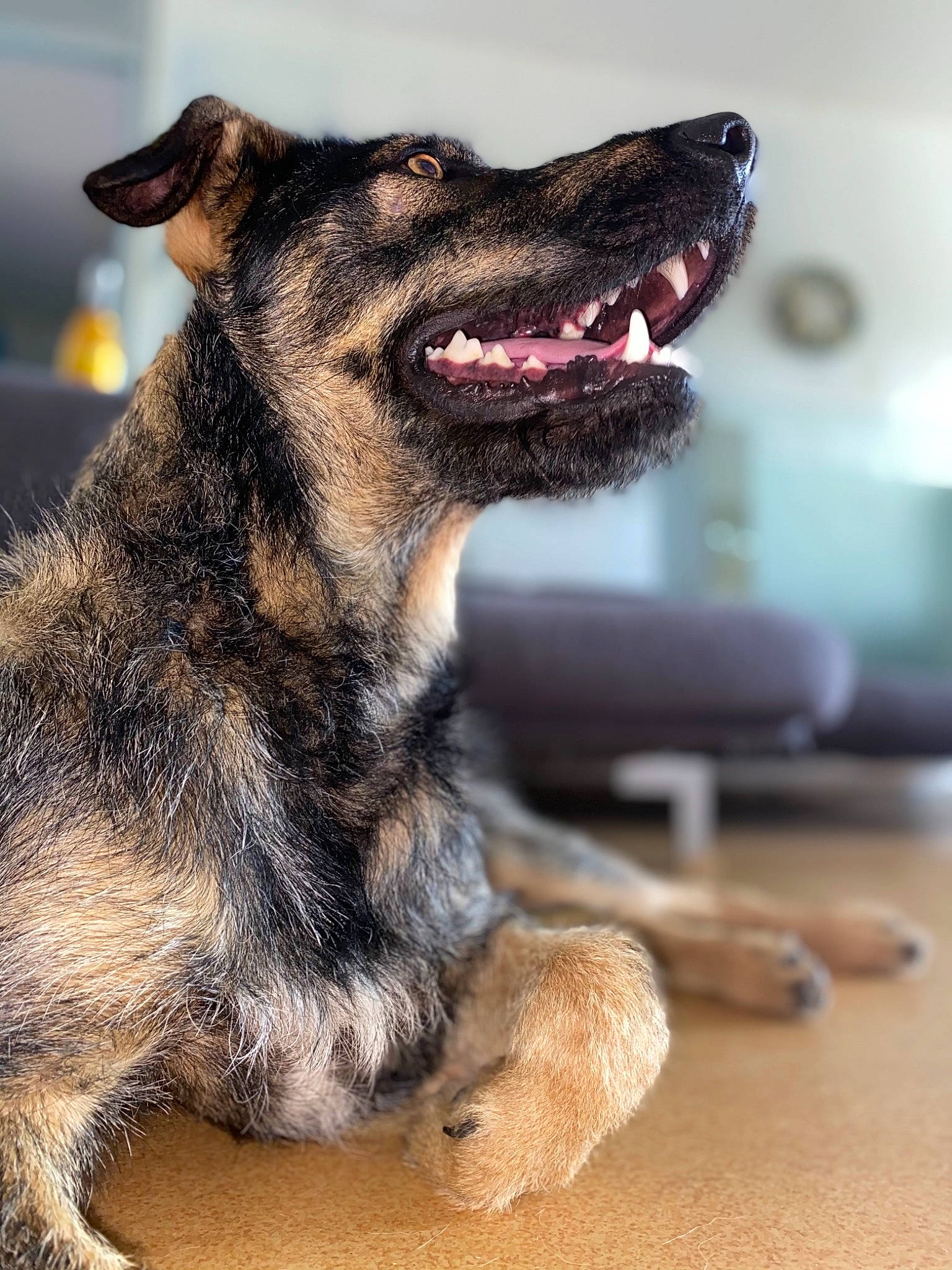 Kyser a rejoint le concours — aidez-le/la à gagner de superbes lots ! canidae, carnivore, collar, companion_dog, dog, dog_breed, dog_collar, fang, fawn, foot, fur, guard_dog, paw, snout, sporting_group, terrestrial_animal, whiskers, window, working_animal, working_dog