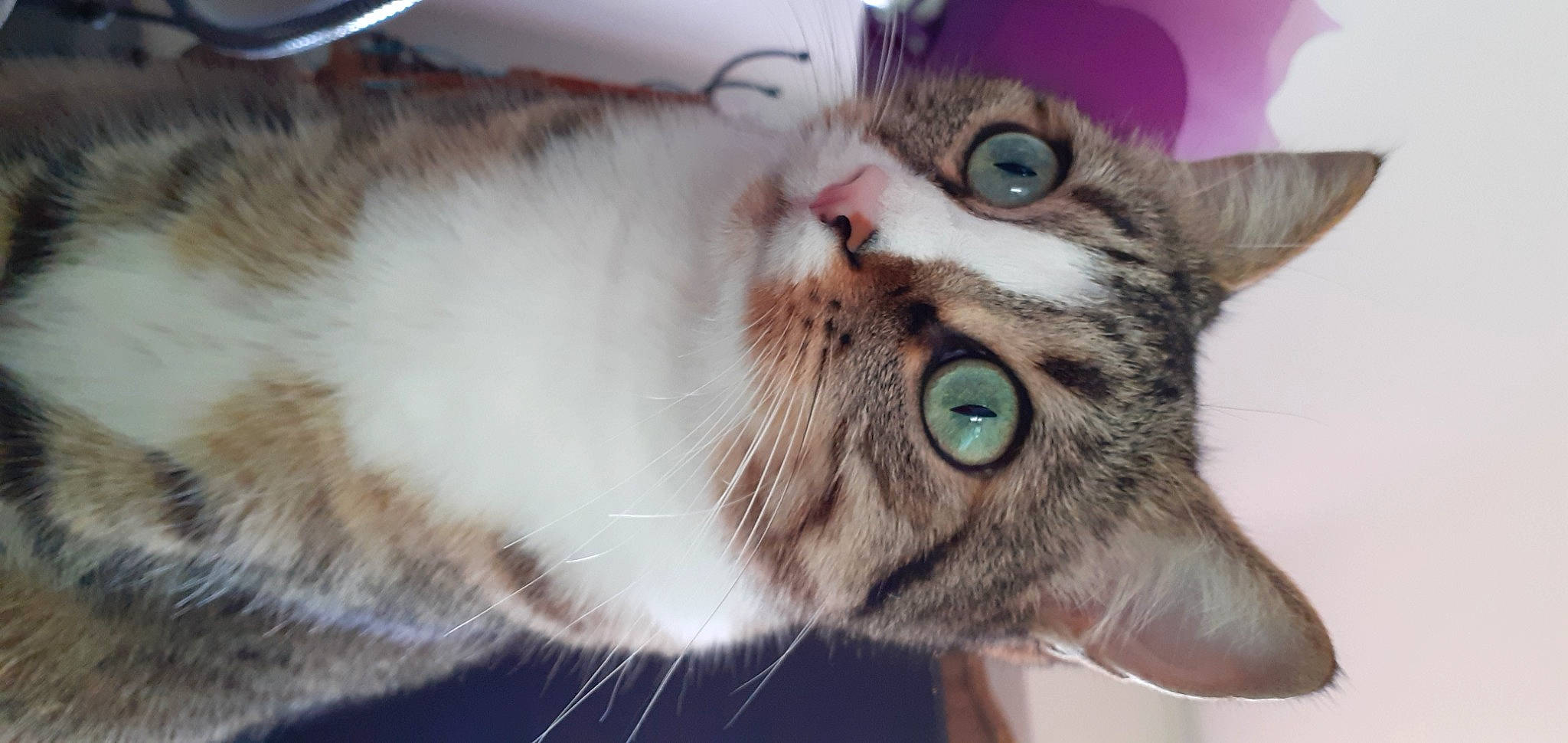 Pixie a rejoint le concours — aidez-le/la à gagner de superbes lots ! carnivore, cat, claw, domestic_short_haired_cat, ear, felidae, fur, paw, photography, small_to_medium_sized_cats, snout, whiskers