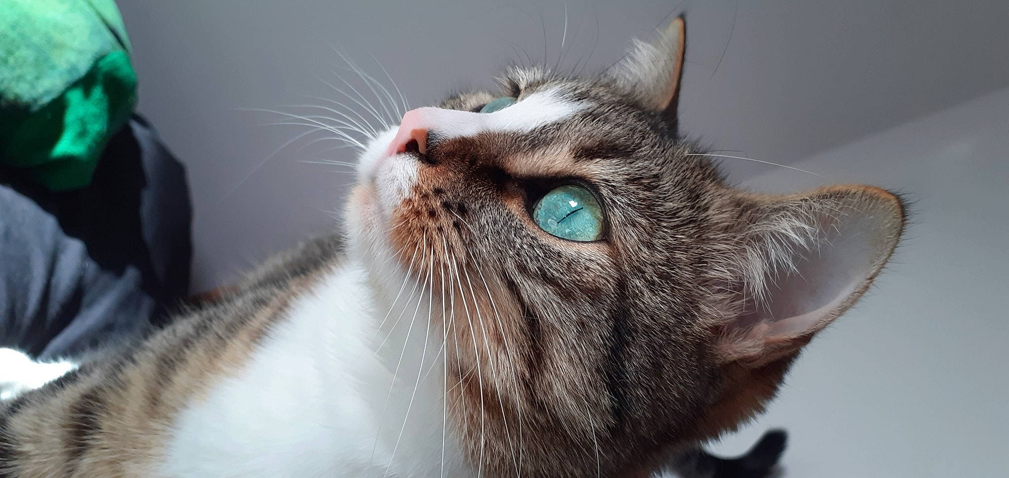 Pixie participe au concours pour gagner de l'argent avec cette photo : carnivore, cat, domestic_short_haired_cat, ear, felidae, fur, small_to_medium_sized_cats, snout, whiskers, wildlife