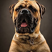Boyka a rejoint le concours — aidez-le/la à gagner de superbes lots ! dog, portrait, close_up, brown_fur, chain_collar, tongue_out, wrinkles, pet, animal, studio_lighting, expression, mammal, face, ears, snout, looking_at_camera, domestic_animal, background, canine, furry