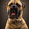 dog, portrait, close_up, brown_fur, chain_collar, tongue_out, wrinkles, pet, animal, studio_lighting, expression, mammal, face, ears, snout, looking_at_camera, domestic_animal, background, canine, furry