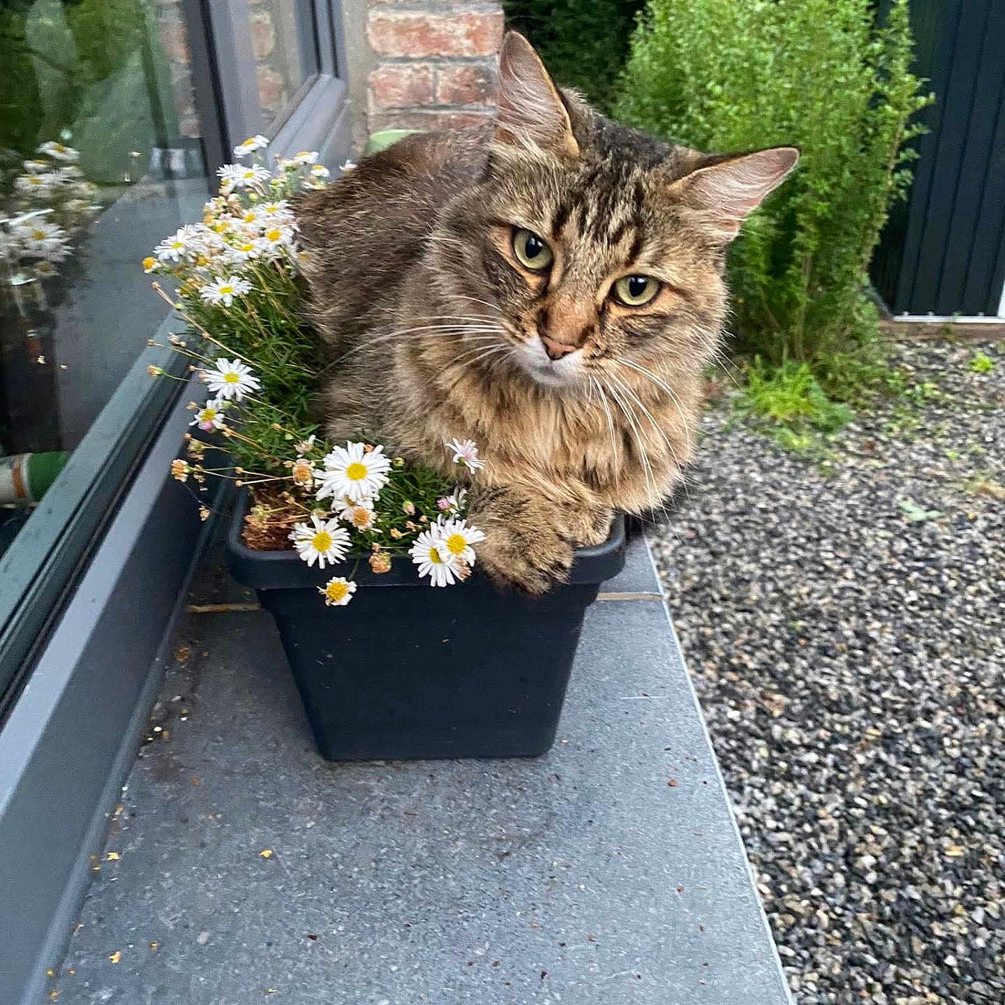Pitch participe au concours pour gagner de l'argent avec cette photo : animal, cat, daisy, flower, grass, herbal, herbs, jar, pet, petal, plant, planter, pottedplant, pottery, road, slate, tree, vase, vegetation, window