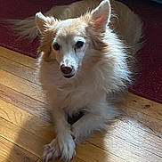 Earl is registered to the contest to win money with this photo: animal, brown, calm, companion, cozy, cream, crossed_paws, cute, dog, domestic, ears_up, fluffy, fur, indoor, light_and_shadow, long_hair, pet, portrait, resting, wooden_floor