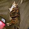 animal, black, calico, cat, chair_leg, curious, domestic_cat, ears, feline, floor, green_eyes, indoor, lying_down, orange, pet, tabby, tail, whiskers, white, wooden_floor