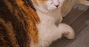 Doudoune participe au concours pour gagner de l'argent avec cette photo : animal, black_fur, calico_cat, cat, chair_leg, close_up, curious_eyes, cute, fluffy, fur, indoor, looking_up, mammal, orange_fur, pet, resting, tuft_of_fur, white_fur, wide_eyes, wooden_floor