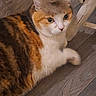 animal, black_fur, calico_cat, cat, chair_leg, close_up, curious_eyes, cute, fluffy, fur, indoor, looking_up, mammal, orange_fur, pet, resting, tuft_of_fur, white_fur, wide_eyes, wooden_floor