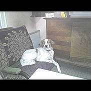 Yoda a rejoint le concours — aidez-le/la à gagner de superbes lots ! dog, chair, patterned_fabric, wooden_cabinet, indoor, pet, relaxing, vintage, furniture, white_dog, brown_dog, floor, table, home, old_photo, seated, canine, domestic, quiet, living_room