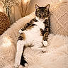 animal, cat, comfortable, couch, cozy, decor, dried_flowers, fairy_lights, fluffy_blanket, fur, furniture, home, indoor, paws, pet, relaxed, tabby, vase, warm_lighting, whiskers
