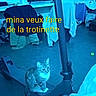Mina a rejoint le concours — aidez-le/la à gagner de superbes lots ! cat, electric_scooter, indoor, cluttered_room, jacket, chair, floor, television, text_overlay, yellow_text, blue_tint, pet, animal, sitting, household, furniture, technology, curious, domestic, flooring