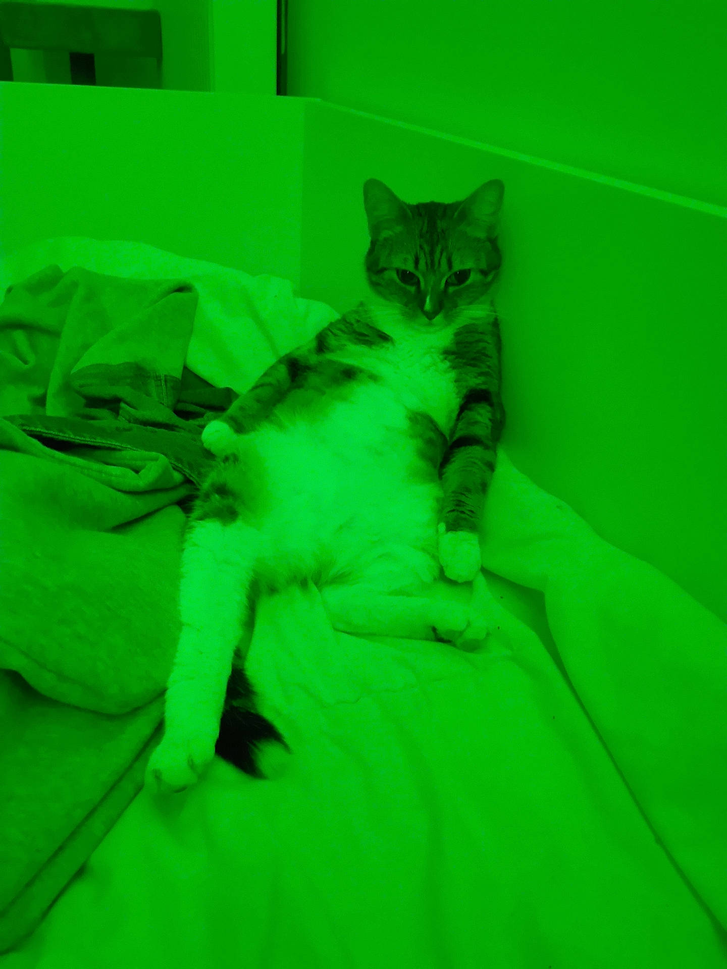 animal, bed, blanket, cat, comfort, corner, cozy, cute, feline, fur, green_light, indoor, paws, pet, relaxing, resting, soft, striped, tail, whiskers