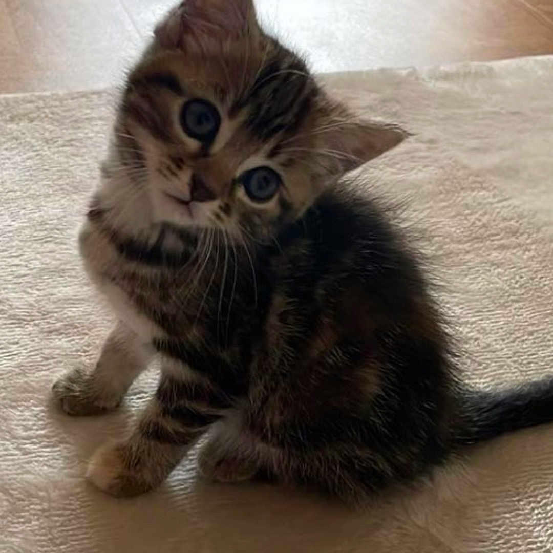Chanel a rejoint le concours — aidez-le/la à gagner de superbes lots ! kitten, cat, tabby, pet, animal, fur, curious, cute, small, indoor, carpet, floor, sitting, head_tilt, whiskers, young, domestic, feline, playful, adorable