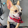Polo a rejoint le concours — aidez-le/la à gagner de superbes lots ! dog, french_bulldog, bandana, pet, tongue_out, ears, happy, animal, indoor, floor, tile, toy, metal_bowl, chair, close_up, cute, playful, companion, domestic_animal, young