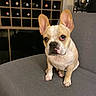 french_bulldog, dog, pet, indoor, couch, furniture, wine_rack, ears_up, looking_at_camera, brown_and_white, small_dog, sitting, domestic_animal, companion, cute, animal_portrait, household, canine, alert, friendly