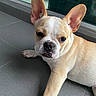 Polo participe au concours pour gagner de l'argent avec cette photo : dog, french_bulldog, pet, animal, canine, ears, face, floor, tile, laying_down, looking, curious, indoor, close_up, muzzle, whiskers, short_hair, companion, cute, domestic
