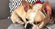 Polo participe au concours pour gagner de l'argent avec cette photo : dog, french_bulldog, sleepy, pillow, couch, indoor, pet, resting, cozy, brown, white, ears, face, fur, animal, home, pattern, geometric, black_and_white, relaxing