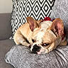 dog, french_bulldog, sleepy, pillow, couch, indoor, pet, resting, cozy, brown, white, ears, face, fur, animal, home, pattern, geometric, black_and_white, relaxing