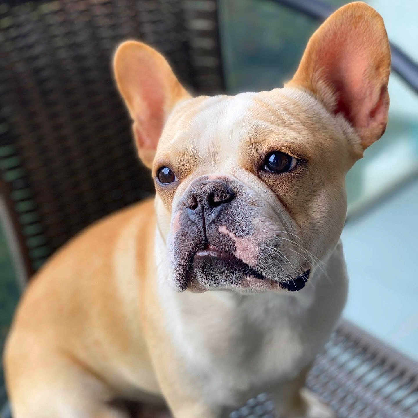 Polo a rejoint le concours — aidez-le/la à gagner de superbes lots ! dog, french_bulldog, pet, animal, ears, face, close_up, chair, wicker, sitting, brown, white, cute, outdoor, portrait, canine, domestic_animal, companion, furry, paw
