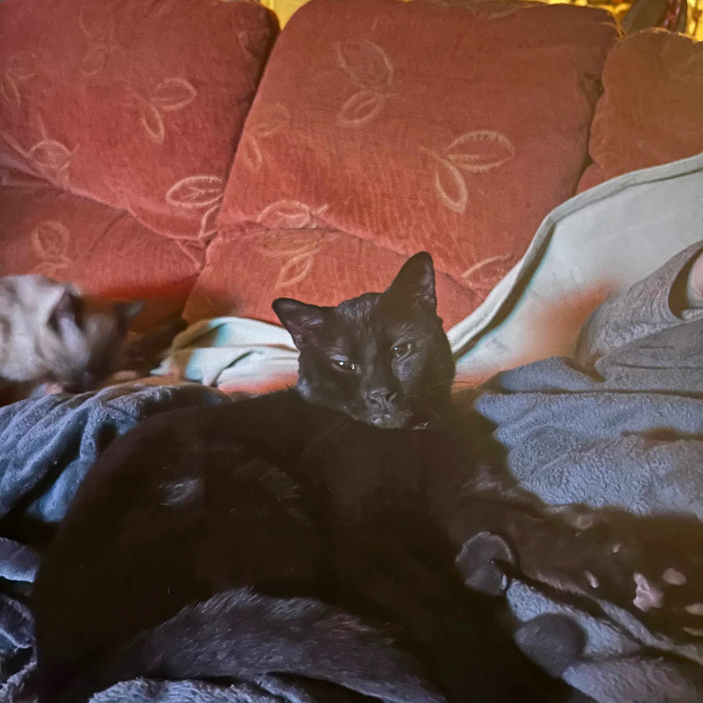 Dali participe au concours pour gagner de l'argent avec cette photo : animal, architecture, bed, bedroom, blackcat, blanket, building, cat, couch, cushion, furniture, homedecor, indoors, interiordesign, kitten, linen, livingroom, pet, quilt, room