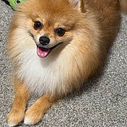 Star is registered to the contest to win money with this photo: dog, pomeranian, fluffy, carpet, toy, indoor, pet, animal, cute, smiling, tongue_out, fur, playful, resting, brown, white, small_dog, companion, happy, domestic