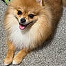 dog, pomeranian, fluffy, carpet, toy, indoor, pet, animal, cute, smiling, tongue_out, fur, playful, resting, brown, white, small_dog, companion, happy, domestic