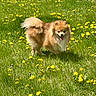 Star is registered to the contest to win money with this photo: dog, pomeranian, grass, dandelions, outdoor, sunlight, pet, animal, greenery, nature, happy, tongue_out, fluffy, small_dog, summer, field, flower, cute, standing, daytime