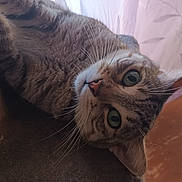 Soli a rejoint le concours — aidez-le/la à gagner de superbes lots ! cat, tabby, whiskers, indoor, close_up, pet, feline, animal, curious, lying_down, green_eyes, fur, face, ears, nose, soft_light, background, cozy, relaxed, domestic