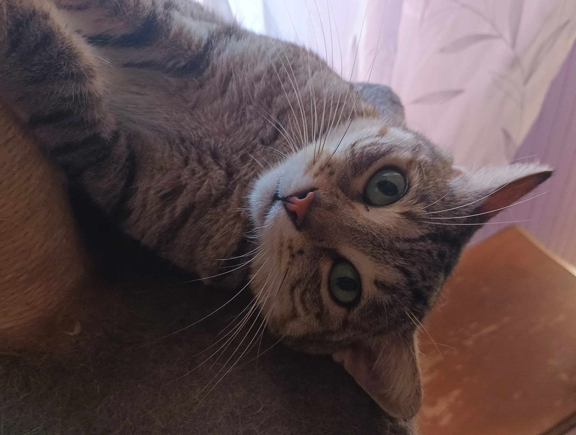 Soli a rejoint le concours — aidez-le/la à gagner de superbes lots ! cat, tabby, whiskers, indoor, close_up, pet, feline, animal, curious, lying_down, green_eyes, fur, face, ears, nose, soft_light, background, cozy, relaxed, domestic