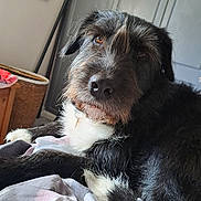 Nancy is registered to the contest to win money with this photo: dog, pet, indoor, bed, blanket, furry, black_and_white, canine, relaxed, closeup, fur, collar, brown_eyes, snout, whiskers, resting, cozy, home, furniture, portrait