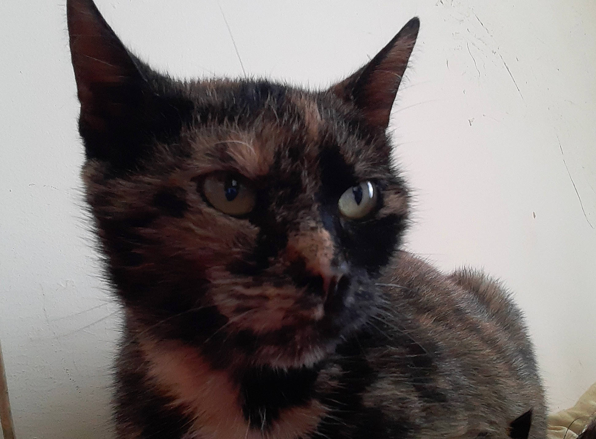 Mémère participe au concours pour gagner de l'argent avec cette photo : black_cat, carnivore, cat, cat_supply, claw, domestic_short_haired_cat, ear, felidae, fur, paw, pet_supply, small_to_medium_sized_cats, snout, terrestrial_animal, whiskers, window