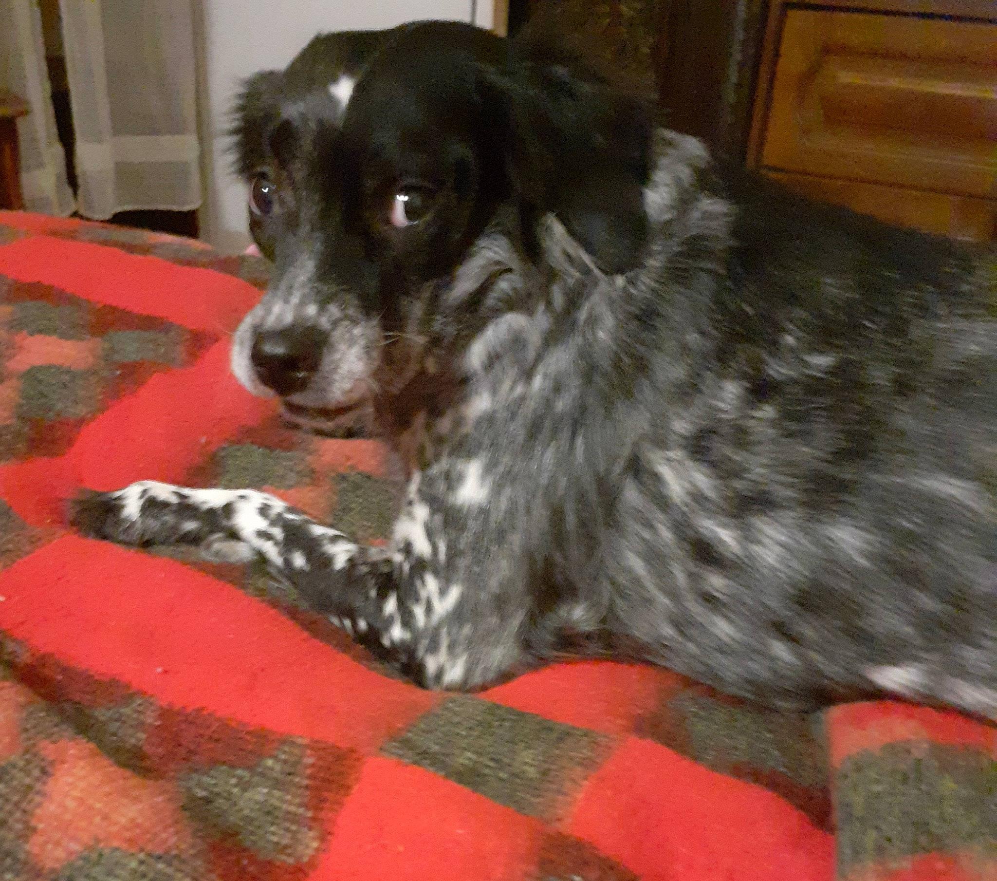 Inka a rejoint le concours — aidez-le/la à gagner de superbes lots ! borador, canidae, carnivore, companion_dog, dog, dog_breed, fur, gun_dog, liver, non_sporting_group, snout, spaniel, sporting_group, terrestrial_animal, texas_heeler, working_animal, working_dog