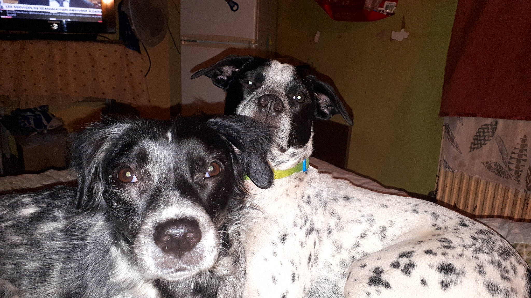 Inka participe au concours pour gagner de l'argent avec cette photo : canidae, carnivore, collar, companion_dog, dog, dog_breed, fur, guard_dog, non_sporting_group, snout, sporting_group, whiskers, working_animal, working_dog