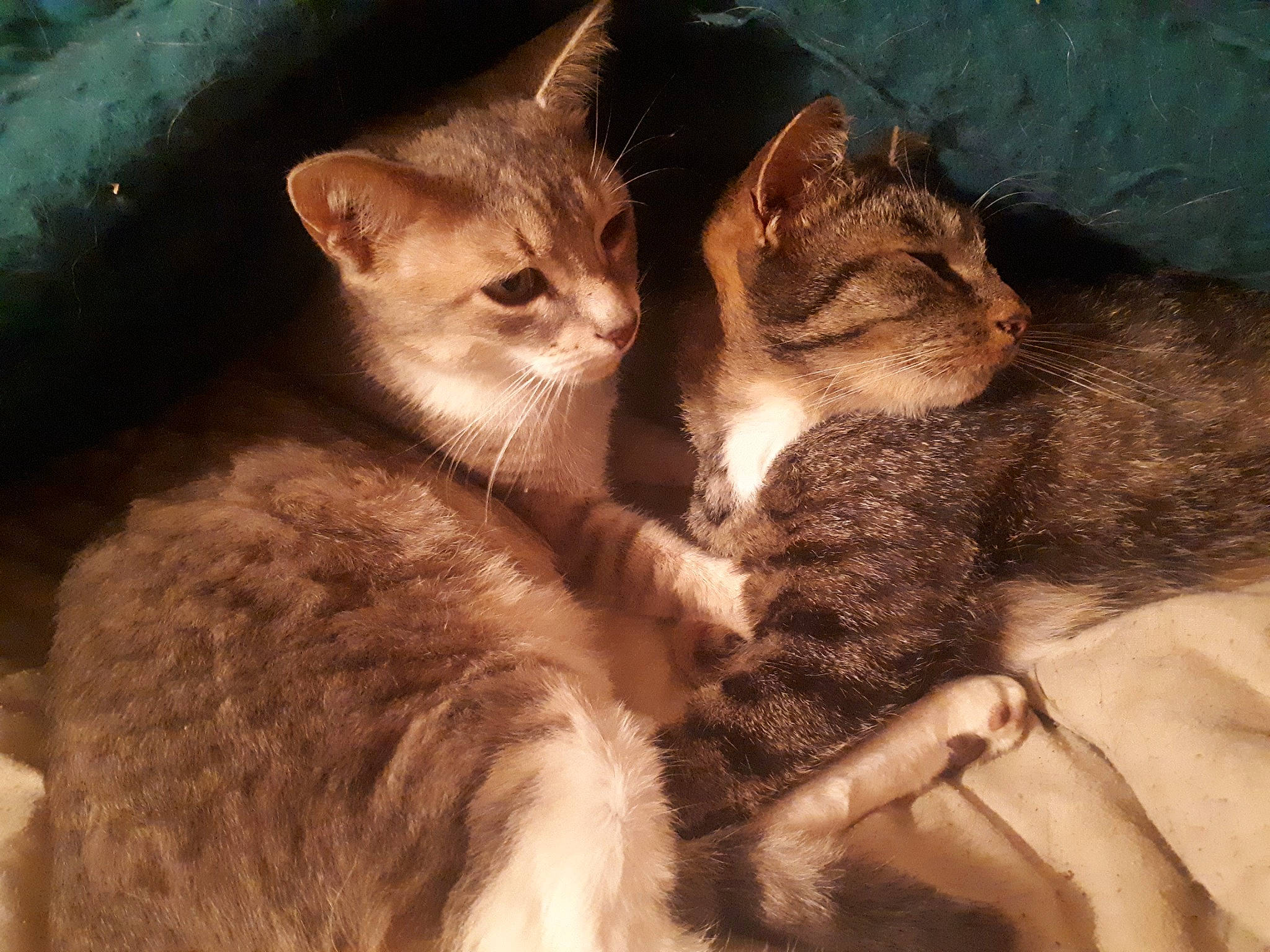 Miki participe au concours pour gagner de l'argent avec cette photo : carnivore, cat, claw, comfort, domestic_short_haired_cat, ear, eye, fawn, felidae, fur, gesture, nap, paw, photo_caption, sleep, small_to_medium_sized_cats, snout, tail, whiskers, wildlife