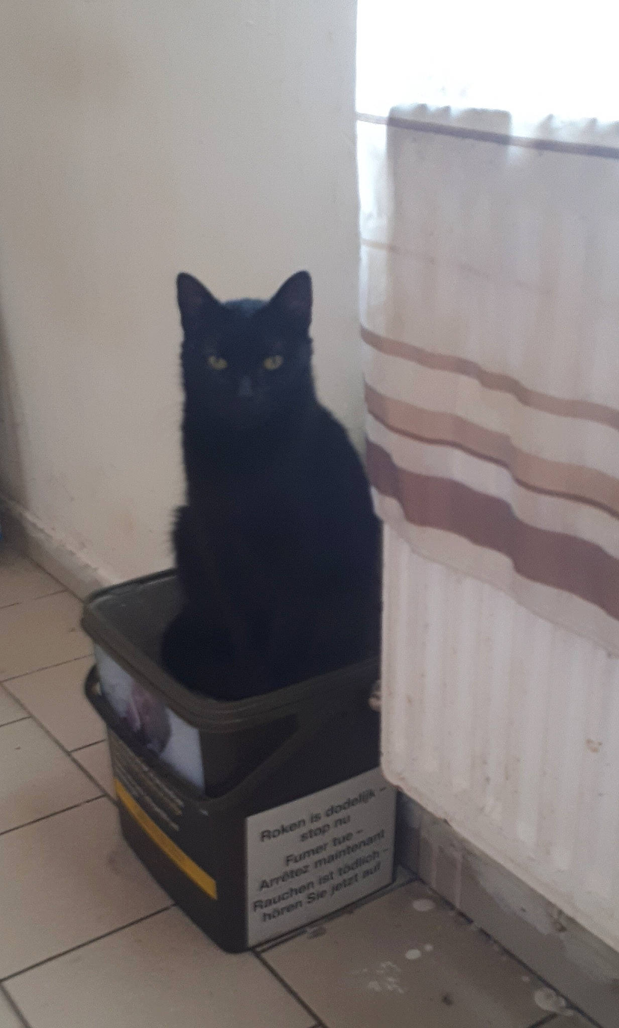 Papate a rejoint le concours — aidez-le/la à gagner de superbes lots ! black_cat, bombay, box, cardboard, carnivore, cat, domestic_short_haired_cat, felidae, flooring, fur, gas, grey, hardwood, mammal, packaging_and_labeling, room, small_to_medium_sized_cats, tail, whiskers, wood