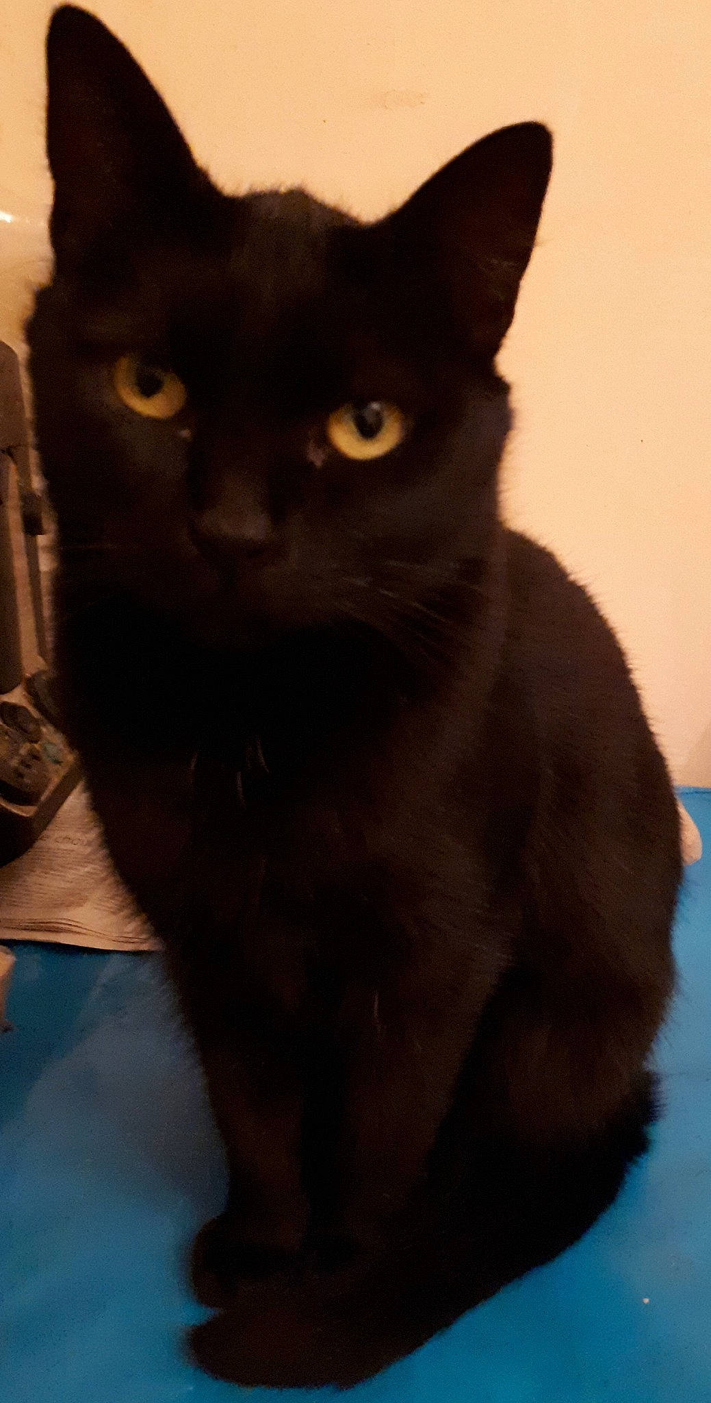 Papate a rejoint le concours — aidez-le/la à gagner de superbes lots ! black_cat, carnivore, cat, domestic_short_haired_cat, eye, felidae, fur, havana_brown, iris, small_to_medium_sized_cats, snout, tail, terrestrial_animal, whiskers