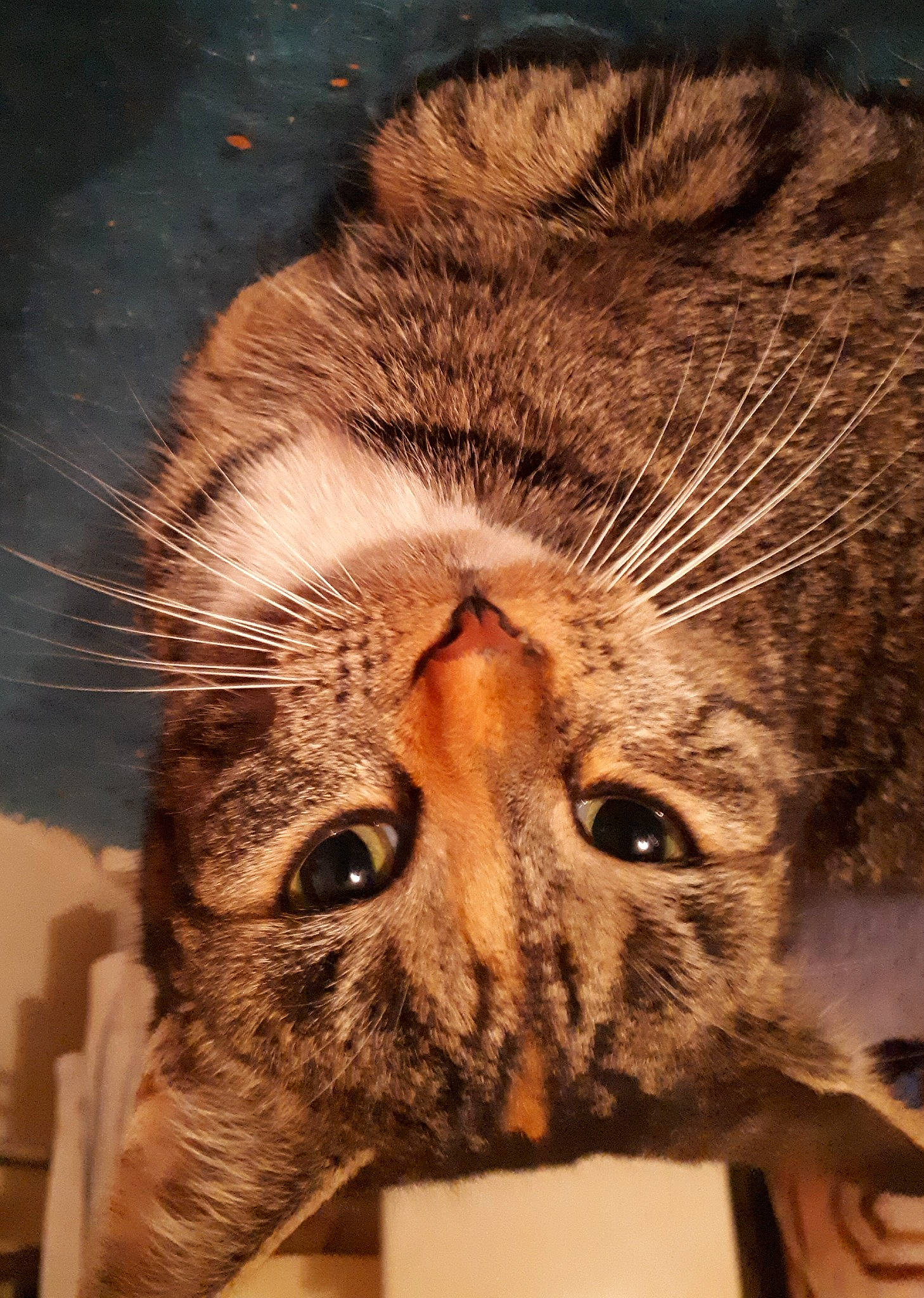 Moumoune participe au concours pour gagner de l'argent avec cette photo : carnivore, cat, claw, comfort, domestic_short_haired_cat, ear, eye, fawn, felidae, fur, nose, paw, sleep, small_to_medium_sized_cats, snout, tail, terrestrial_animal, whiskers, wildlife, wood