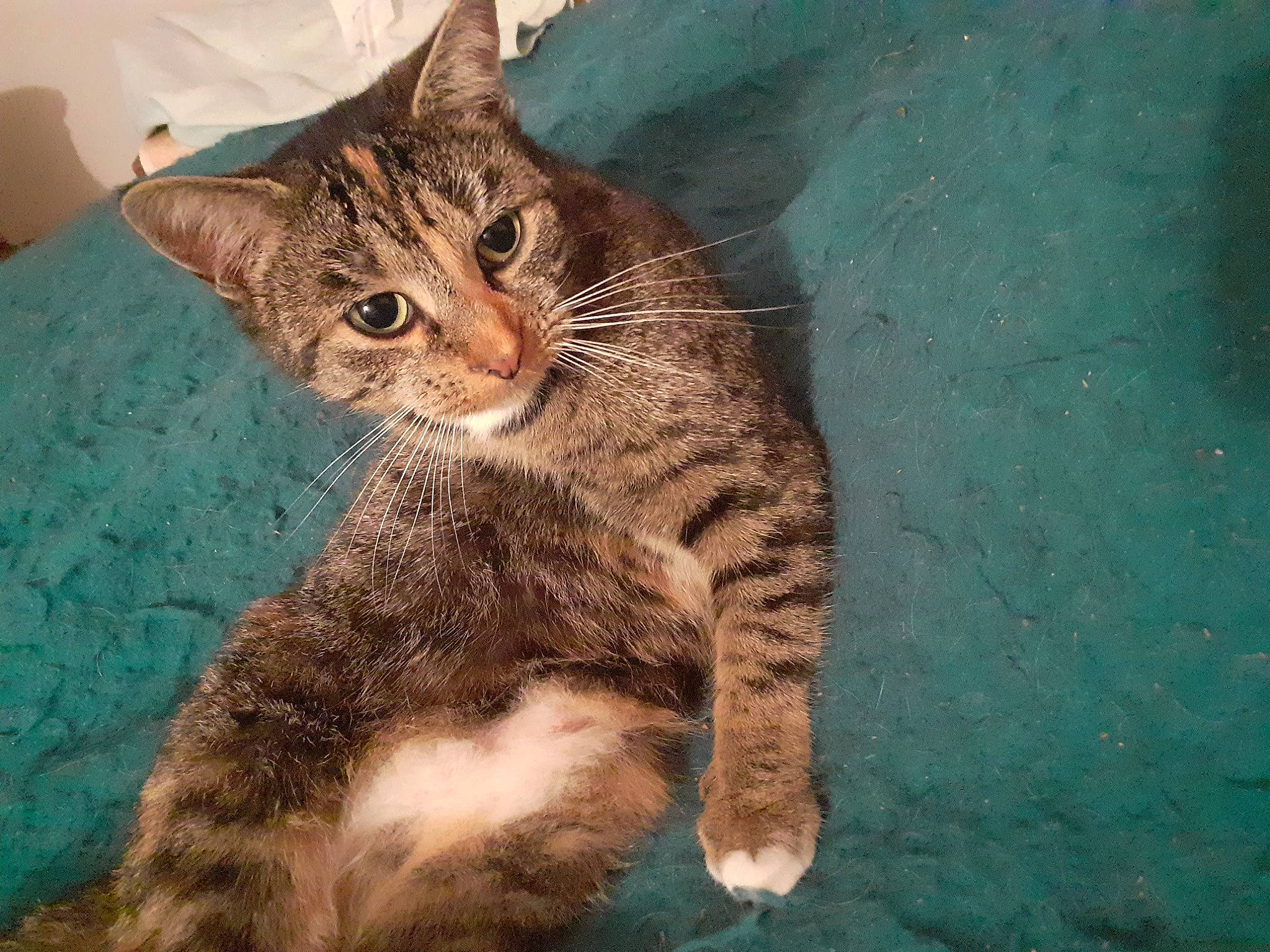 Moumoune a rejoint le concours — aidez-le/la à gagner de superbes lots ! carnivore, cat, claw, domestic_short_haired_cat, eye, felidae, fur, head, paw, sitting, small_to_medium_sized_cats, snout, tail, terrestrial_animal, whiskers, wildlife