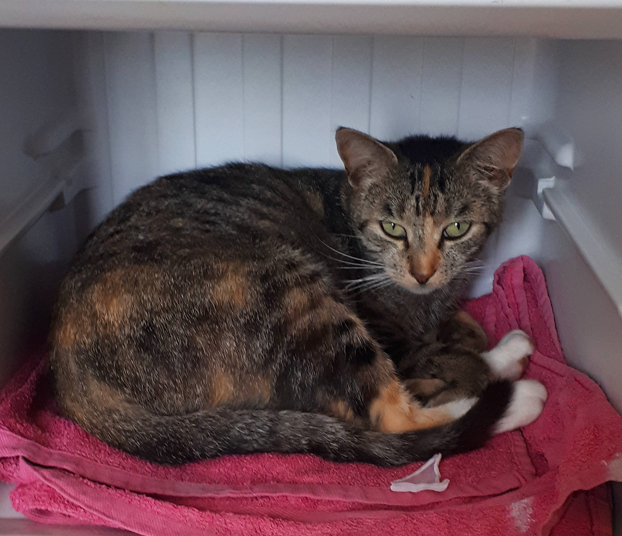 Moumoune participe au concours pour gagner de l'argent avec cette photo : carnivore, cat, cat_bed, cat_supply, comfort, domestic_short_haired_cat, felidae, fur, pet_supply, small_to_medium_sized_cats, snout, terrestrial_animal, whiskers