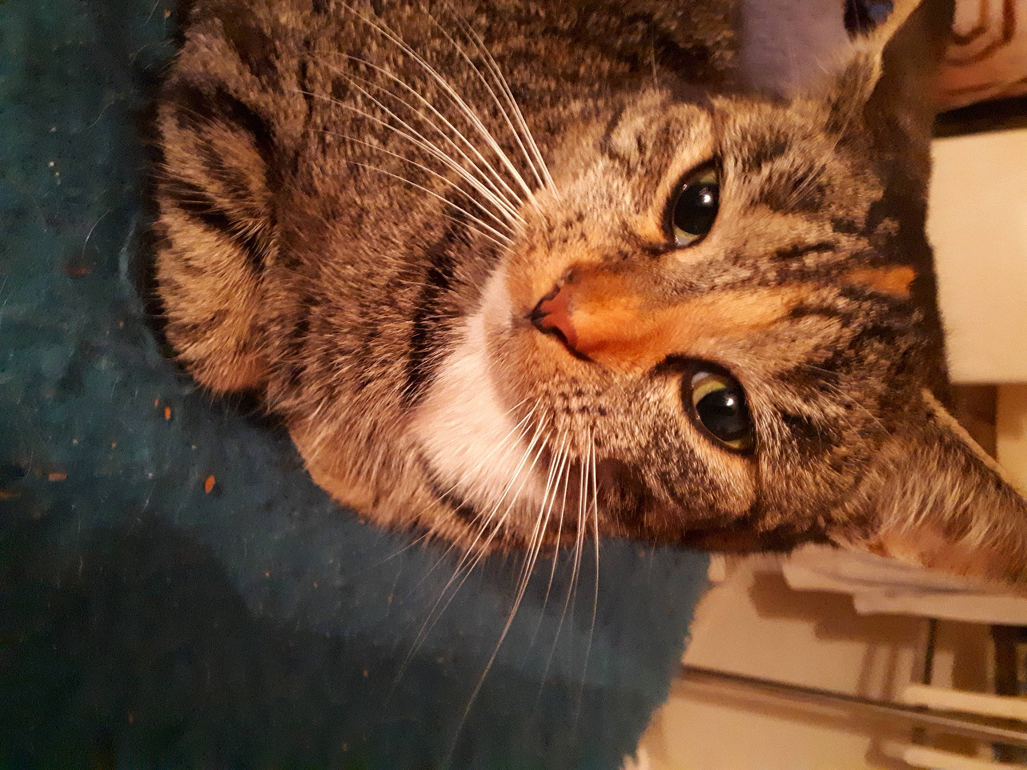 Moumoune a rejoint le concours — aidez-le/la à gagner de superbes lots ! carnivore, cat, claw, close_up, domestic_short_haired_cat, ear, eye, fang, felidae, fur, paw, small_to_medium_sized_cats, snout, terrestrial_animal, whiskers, wildlife