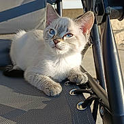 Polochon a rejoint le concours — aidez-le/la à gagner de superbes lots ! kitten, cat, blue_eyes, outdoor, chair, sunlight, relaxed, pet, animal, feline, fur, whiskers, paws, portrait, close_up, daylight, resting, texture, metal_frame, shadow