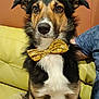 Taz a rejoint le concours — aidez-le/la à gagner de superbes lots ! dog, bow_tie, pet, indoor, couch, yellow_couch, brown_wall, black_fur, white_fur, brown_fur, animal, canine, sitting, looking_away, domestic_animal, companion, furry, ears, snout, person_arm